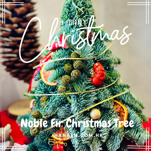 Christmas Tree - Noble Fir (Min)