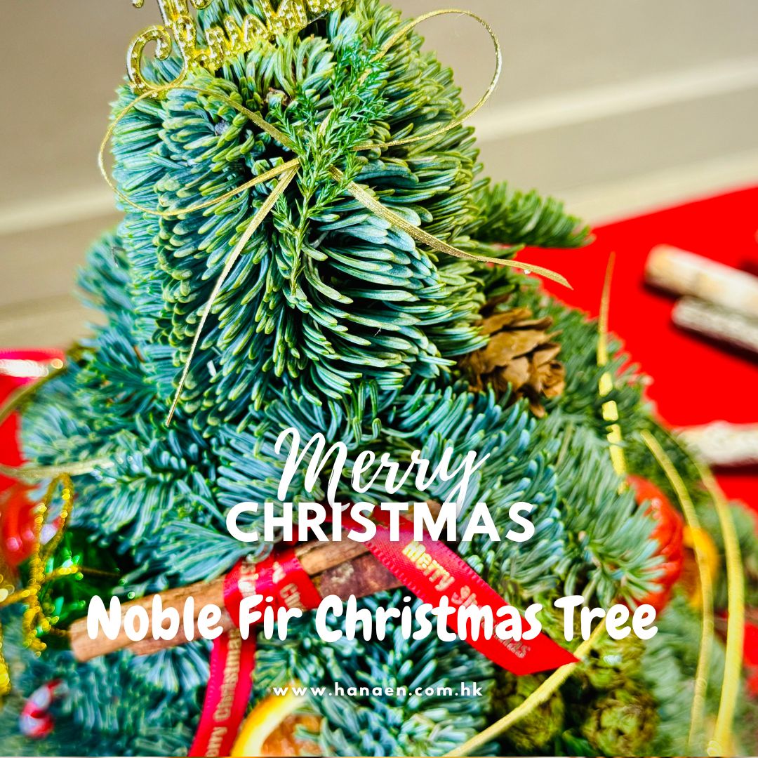 Christmas Tree - Noble Fir (Min)